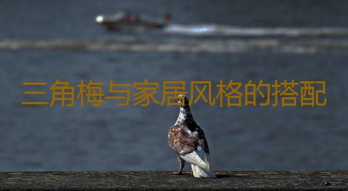 三角梅与家居风格的搭配